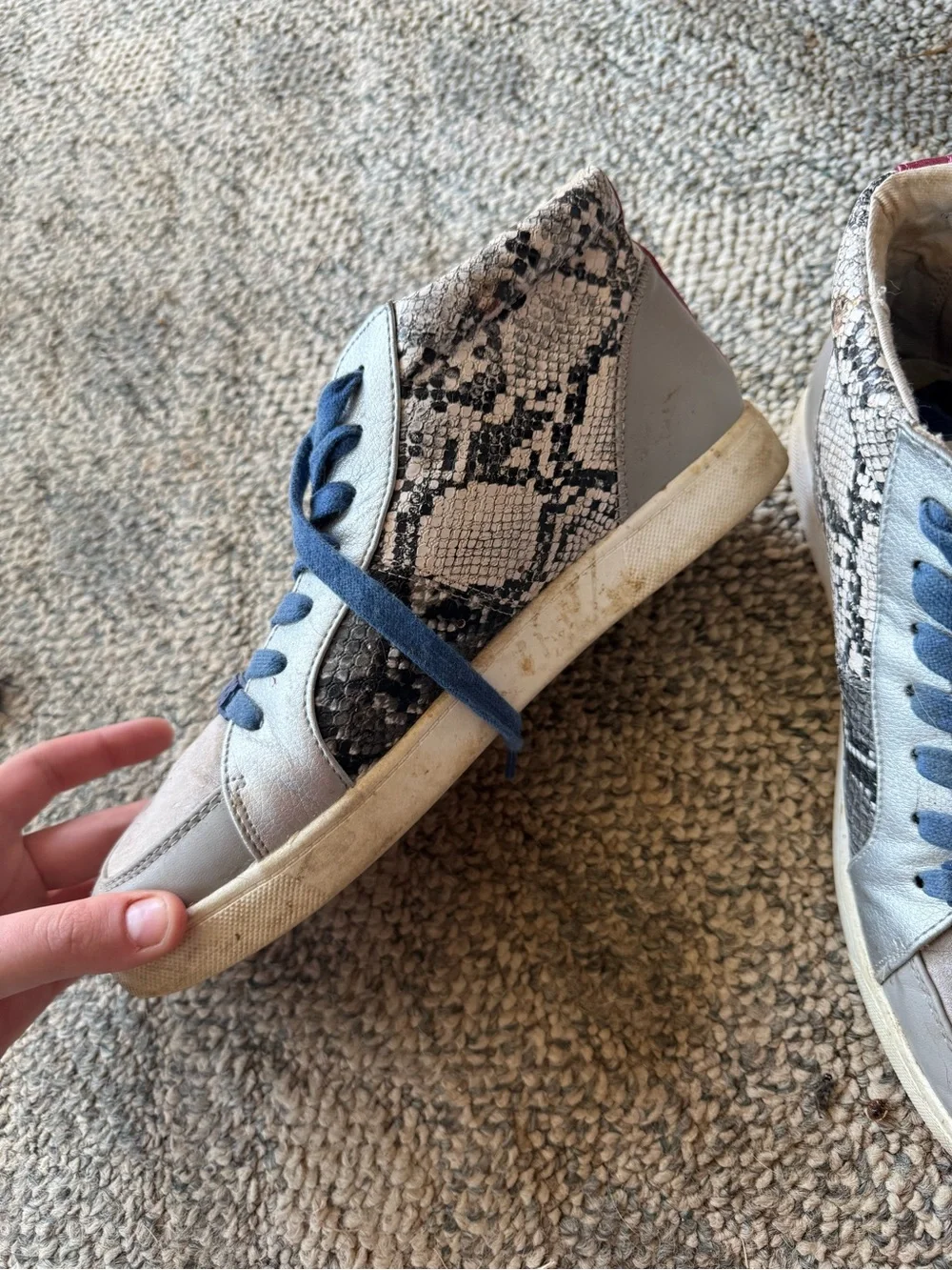 Circus by Sam Edelman Beige Snake-Print High-Top Sneakers with Blue Laces
